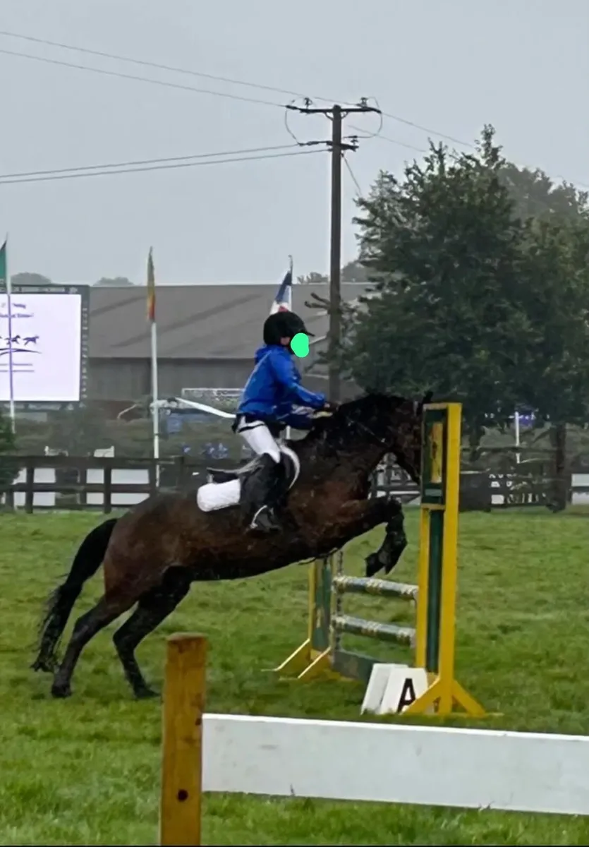 13.2 Show jumping pony - Image 4