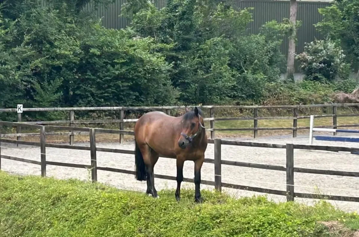 13.2 Show jumping pony - Image 2