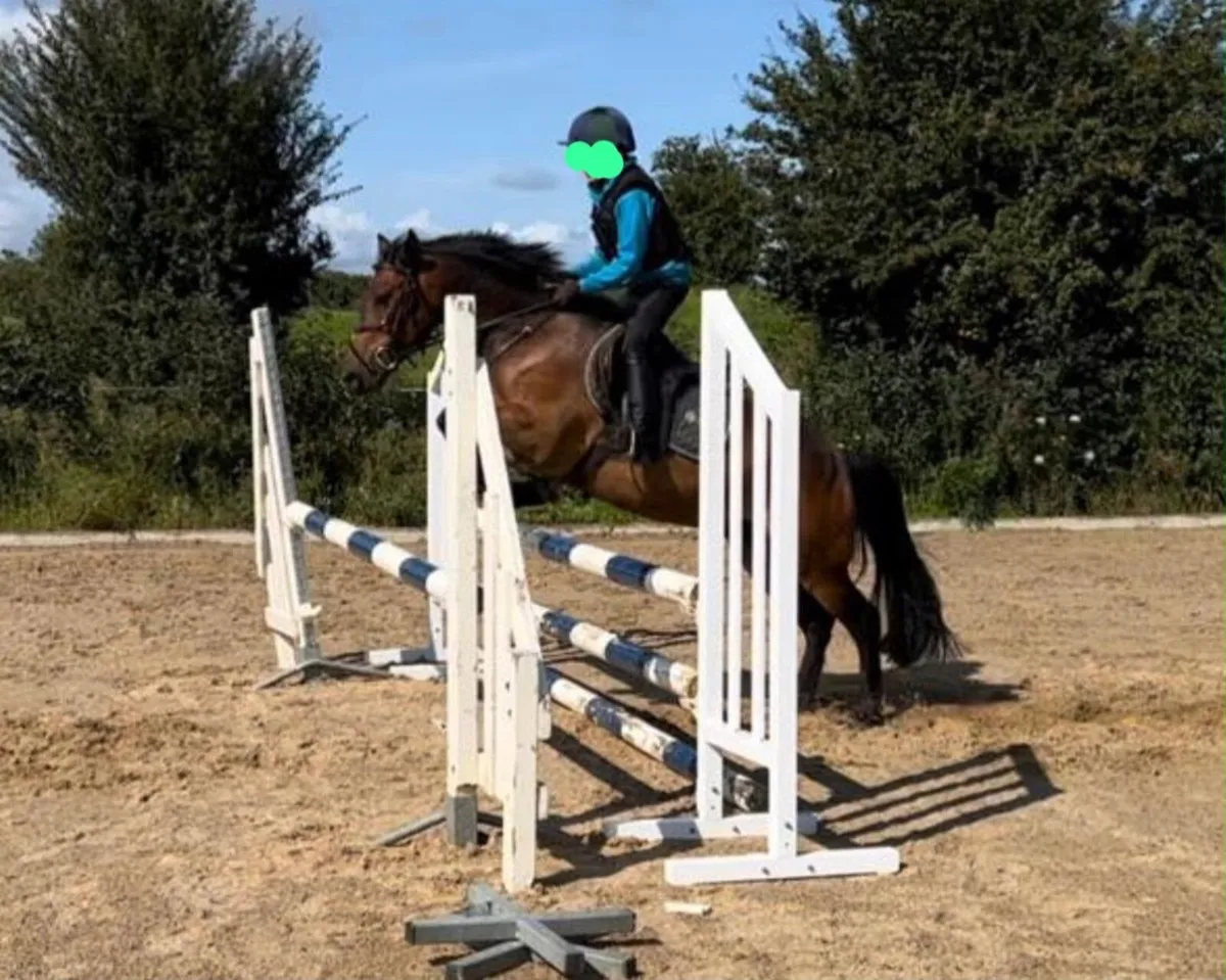 13.2 Show jumping pony - Image 3