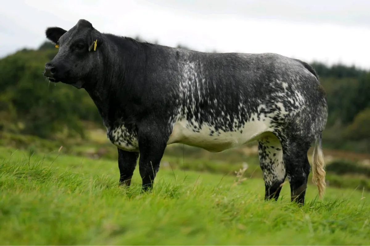 Breeding heifers - Image 4