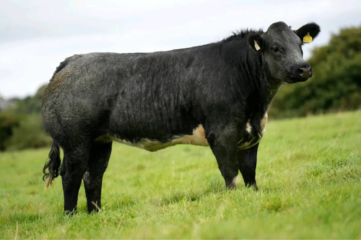 Breeding heifers - Image 1