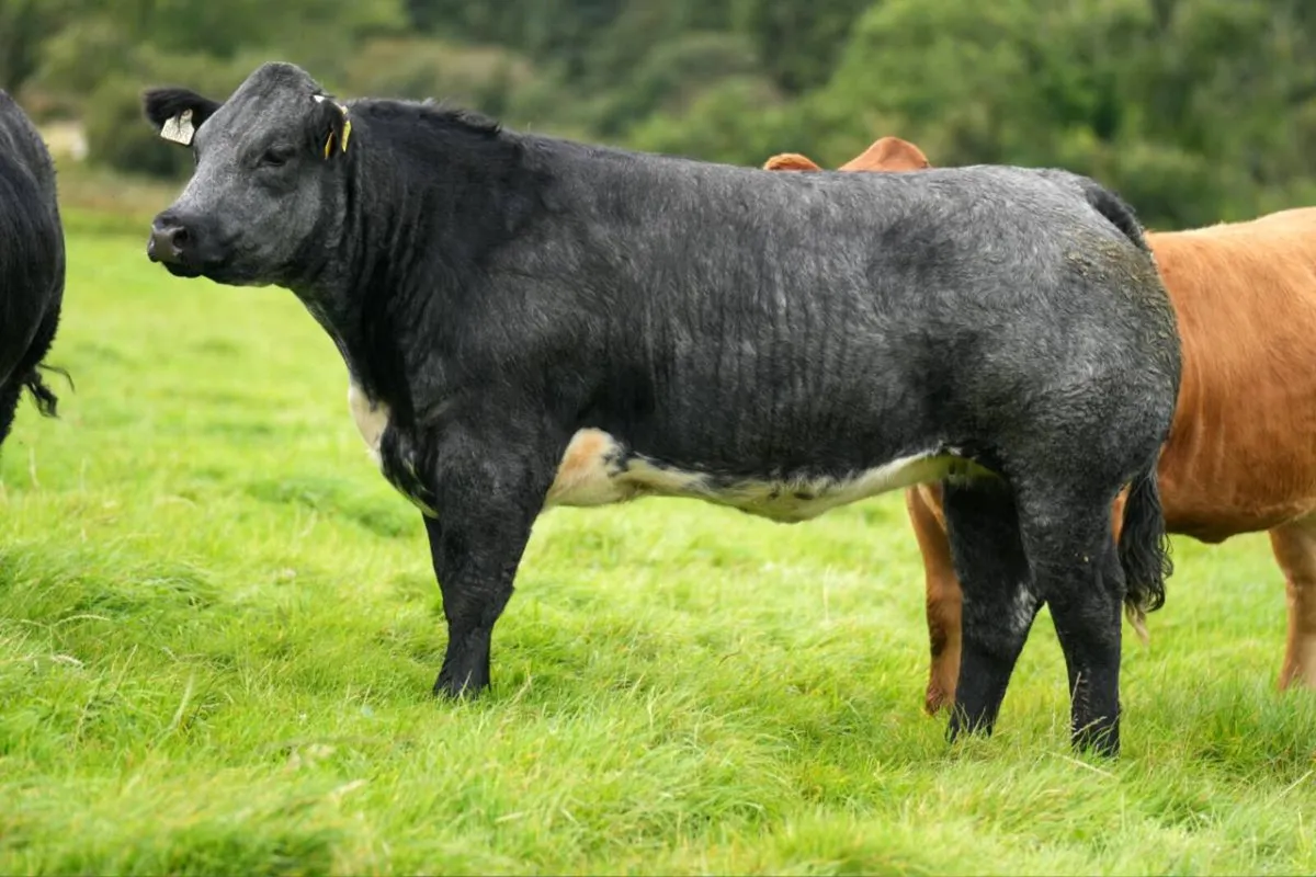 Breeding heifers - Image 2