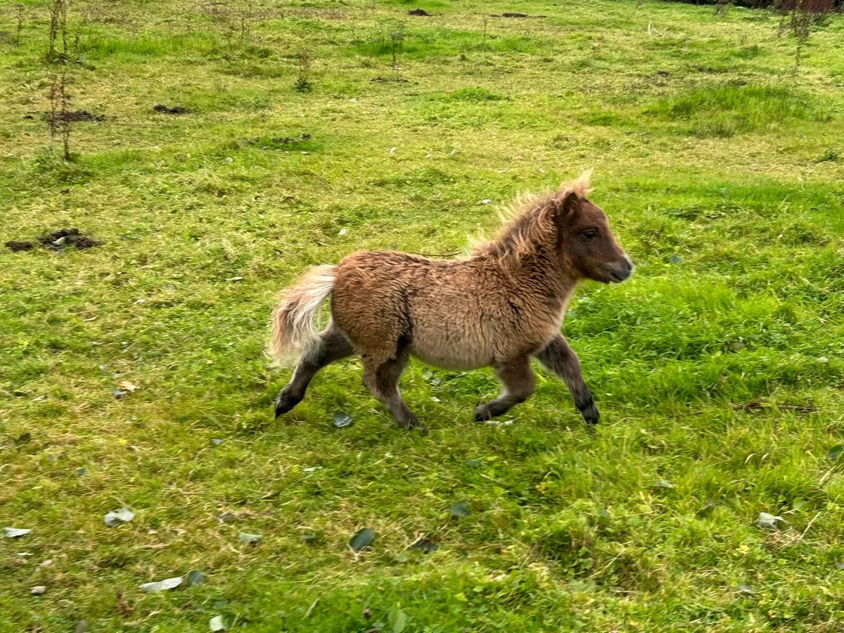 Miniature Shetland Ponies - Image 3