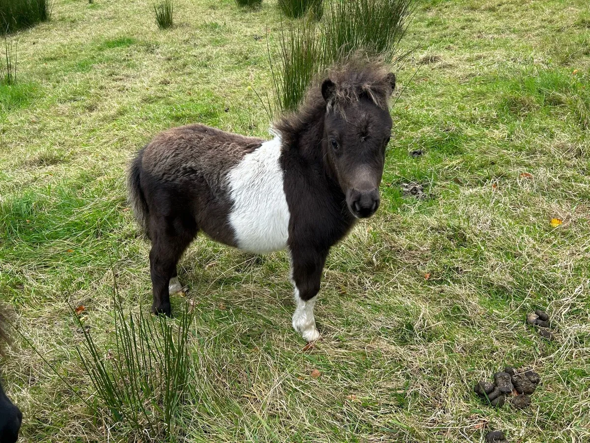 Miniature Shetland Ponies - Image 4