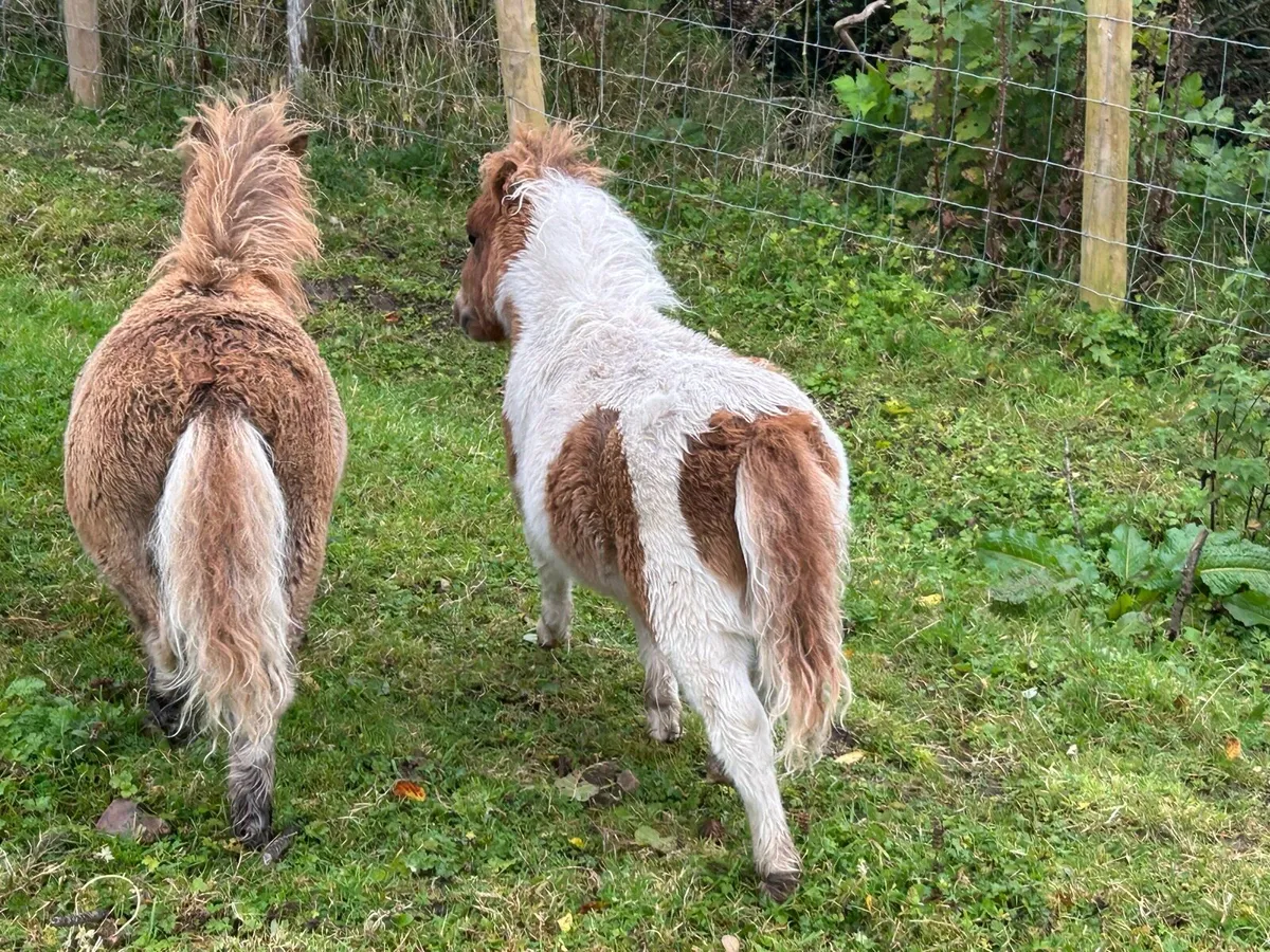 Miniature Shetland Ponies - Image 2
