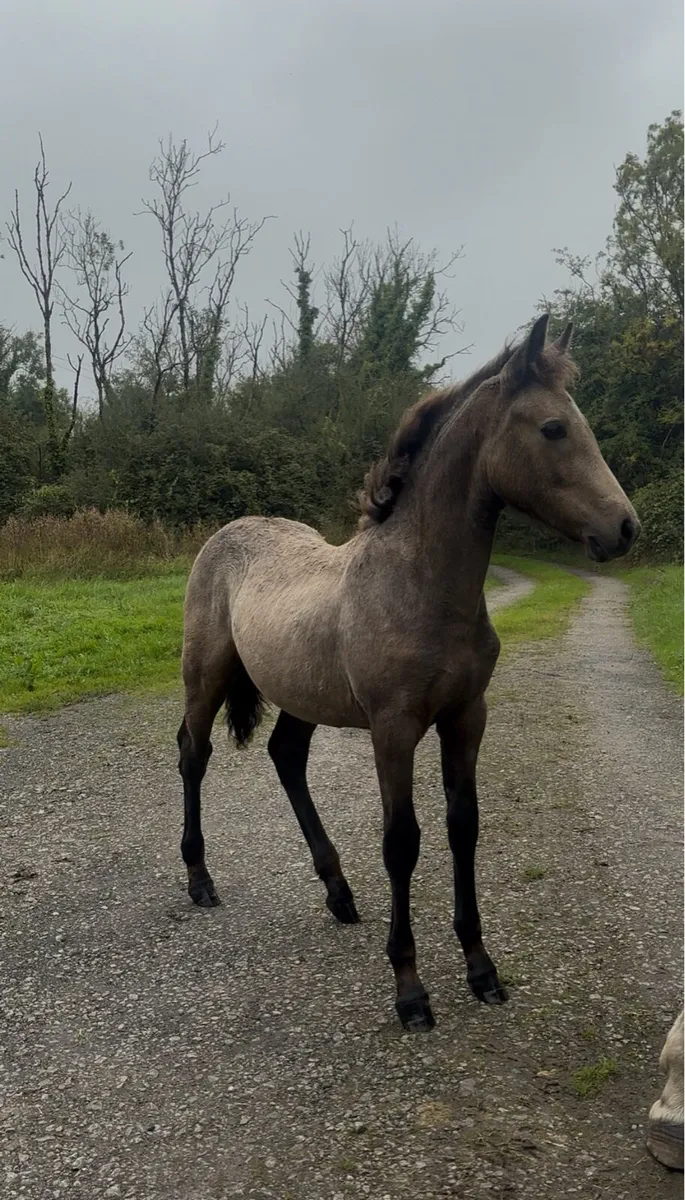 Dun filly foal - Image 1