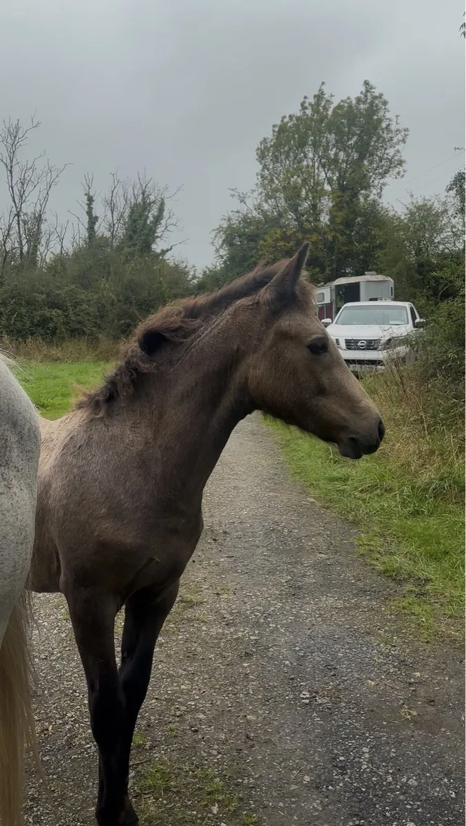 Dun filly foal - Image 2
