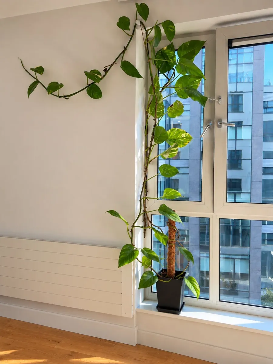 Large money plant