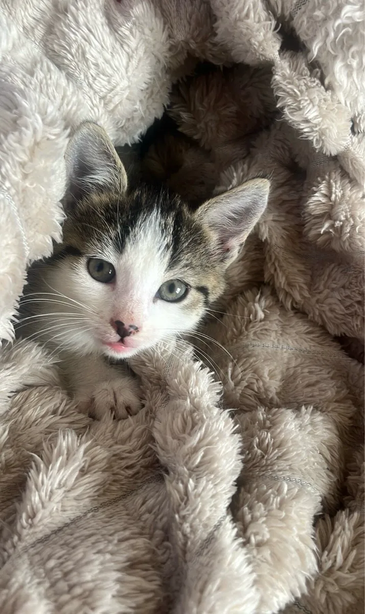 2 month old kitten - Image 1