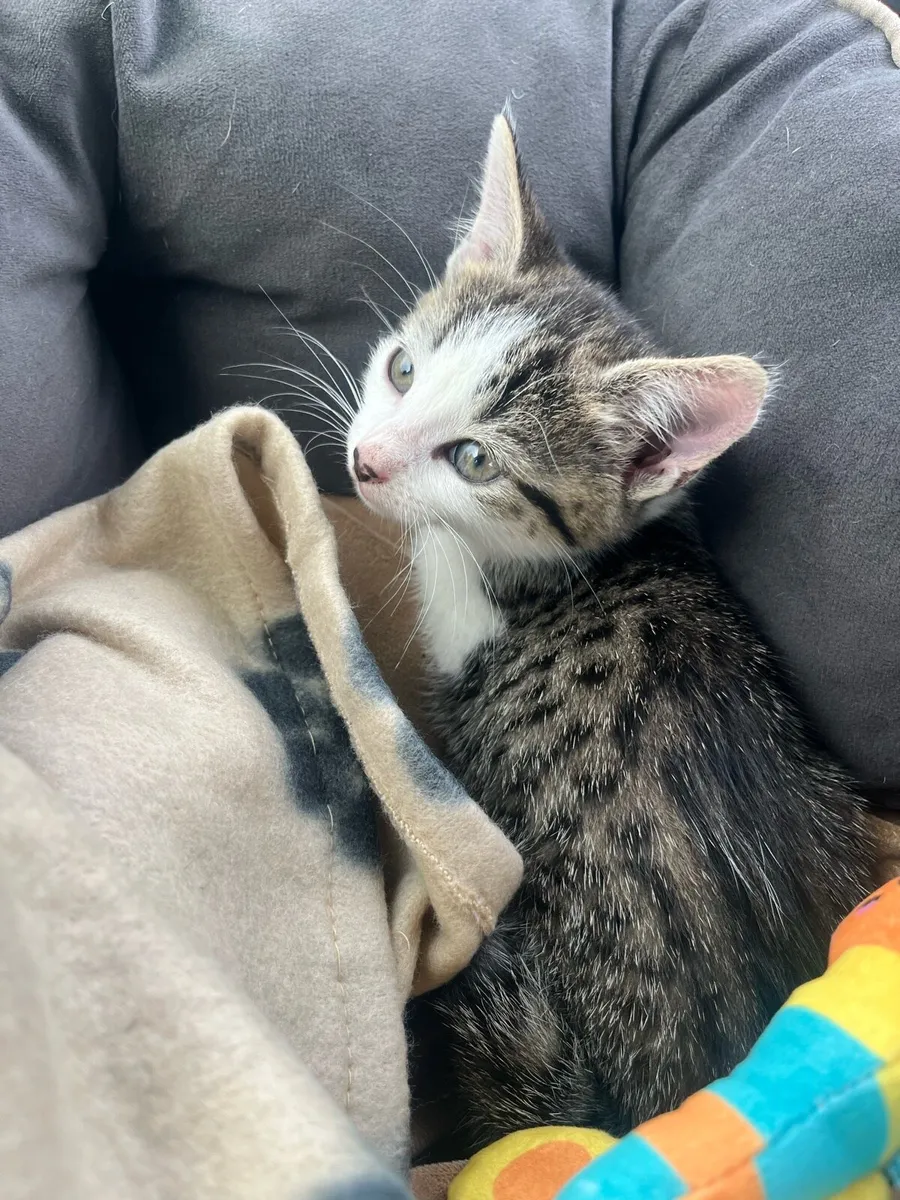 2 month old kitten - Image 2