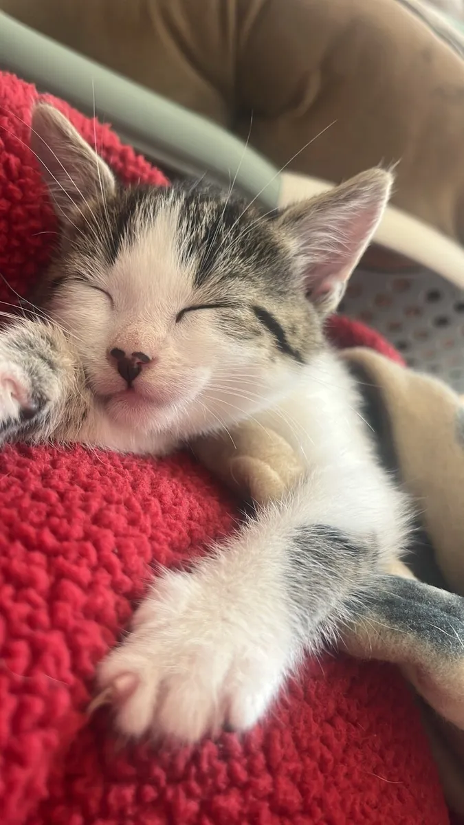 2 month old kitten - Image 3