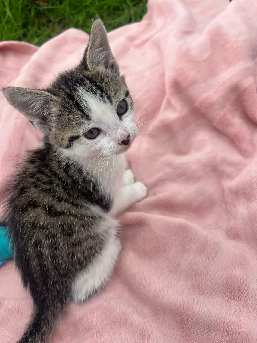 2 month old kitten - Image 4