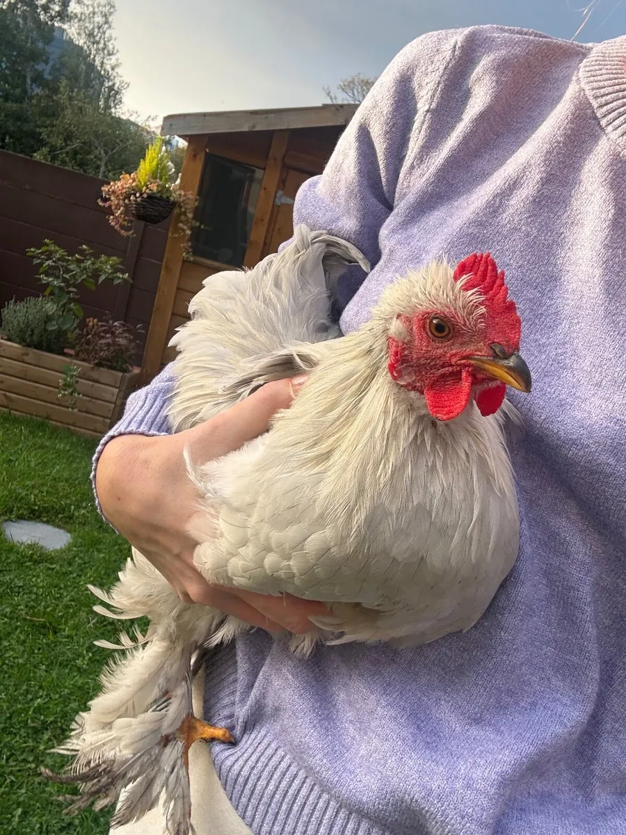 Rooster - Image 1