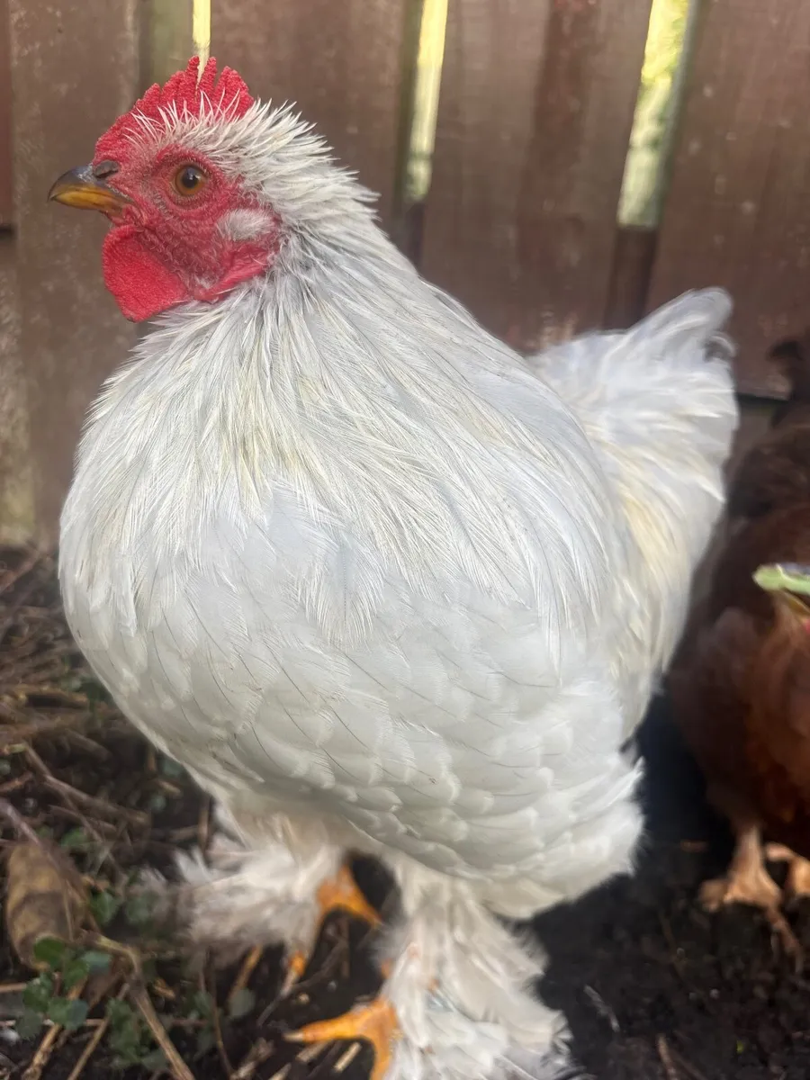 Rooster - Image 2