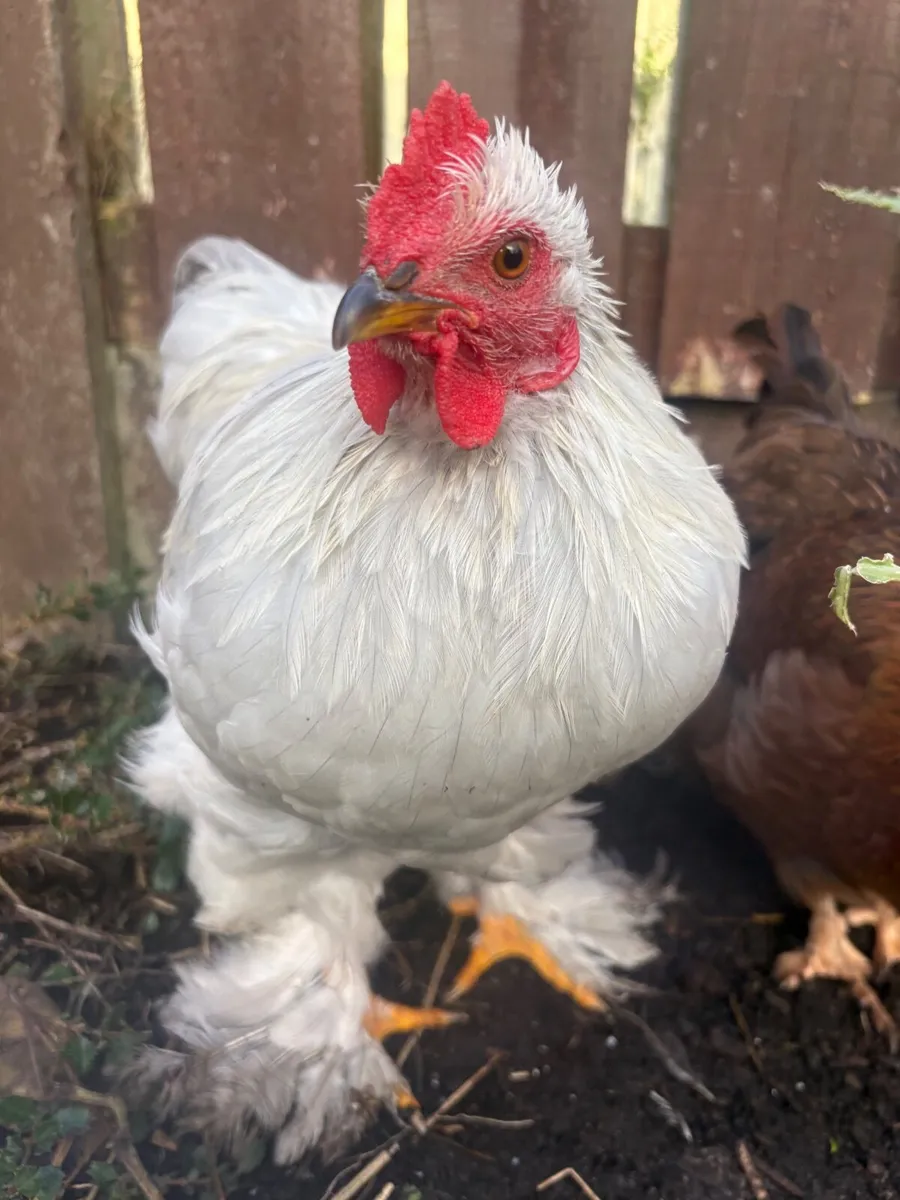 Rooster - Image 3