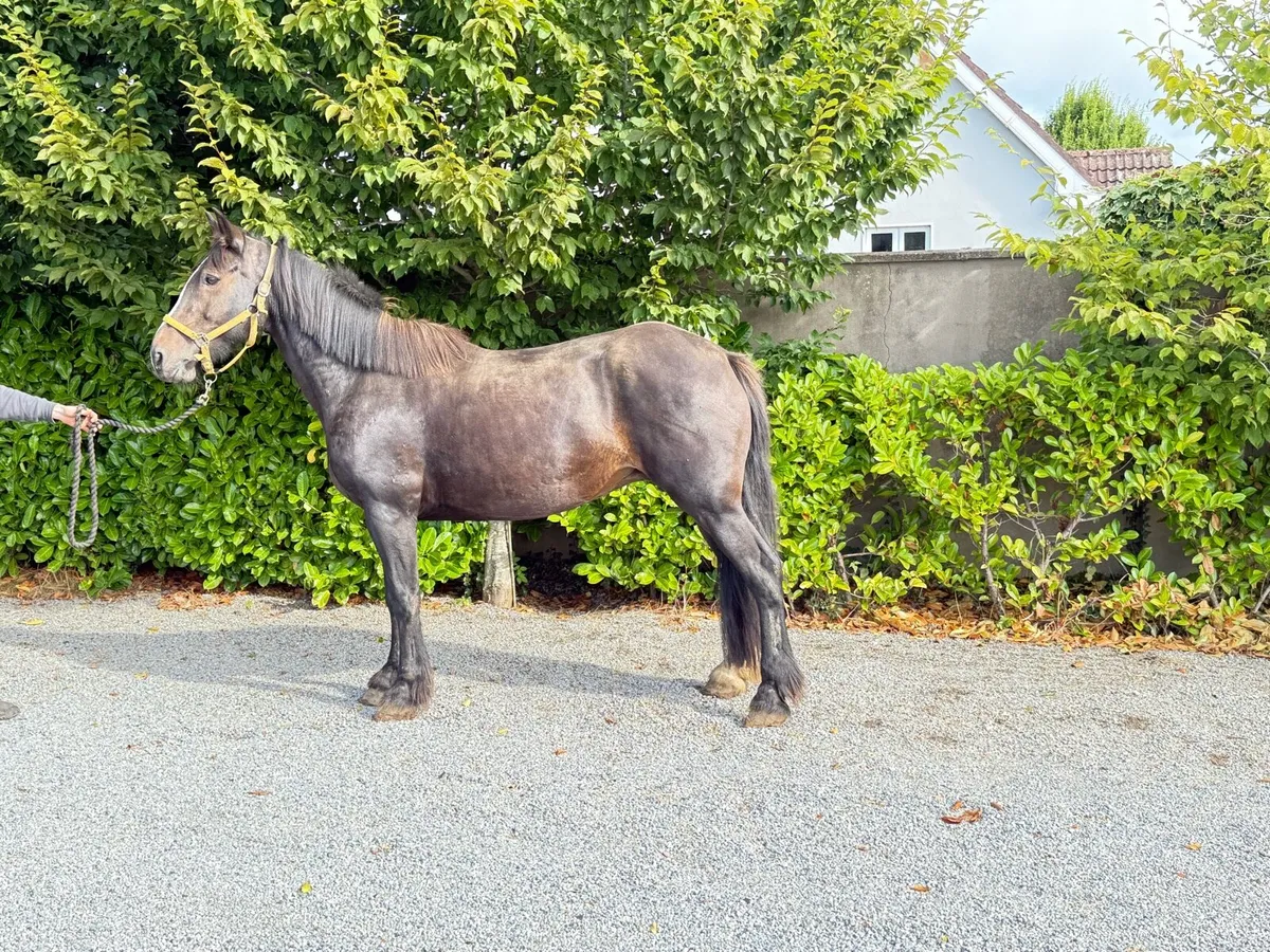 Cob mares - Image 1