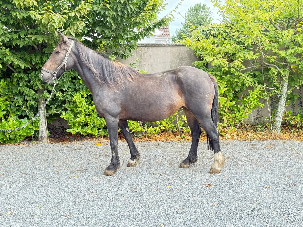 Cob mares - Image 2