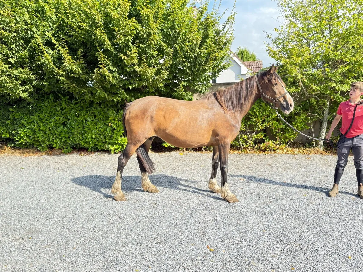 Cob mares - Image 3