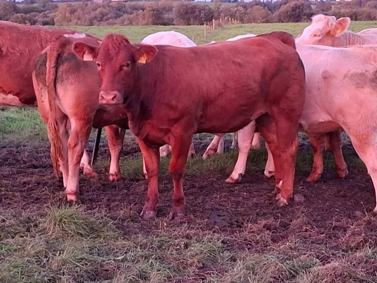 Bulling Heifer Mohill Mart October 3rd - Image 3