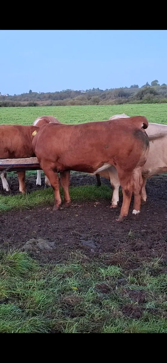 Bulling Heifer Mohill Mart October 3rd - Image 1