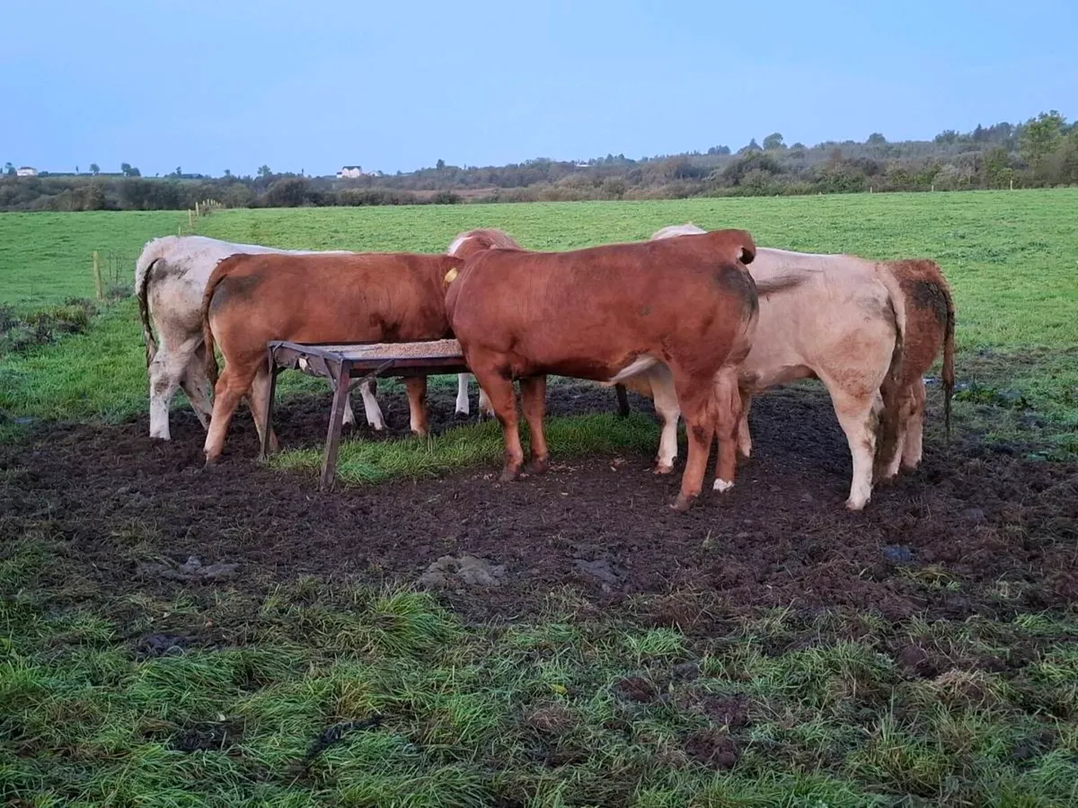 Bulling Heifer Mohill Mart October 3rd - Image 4