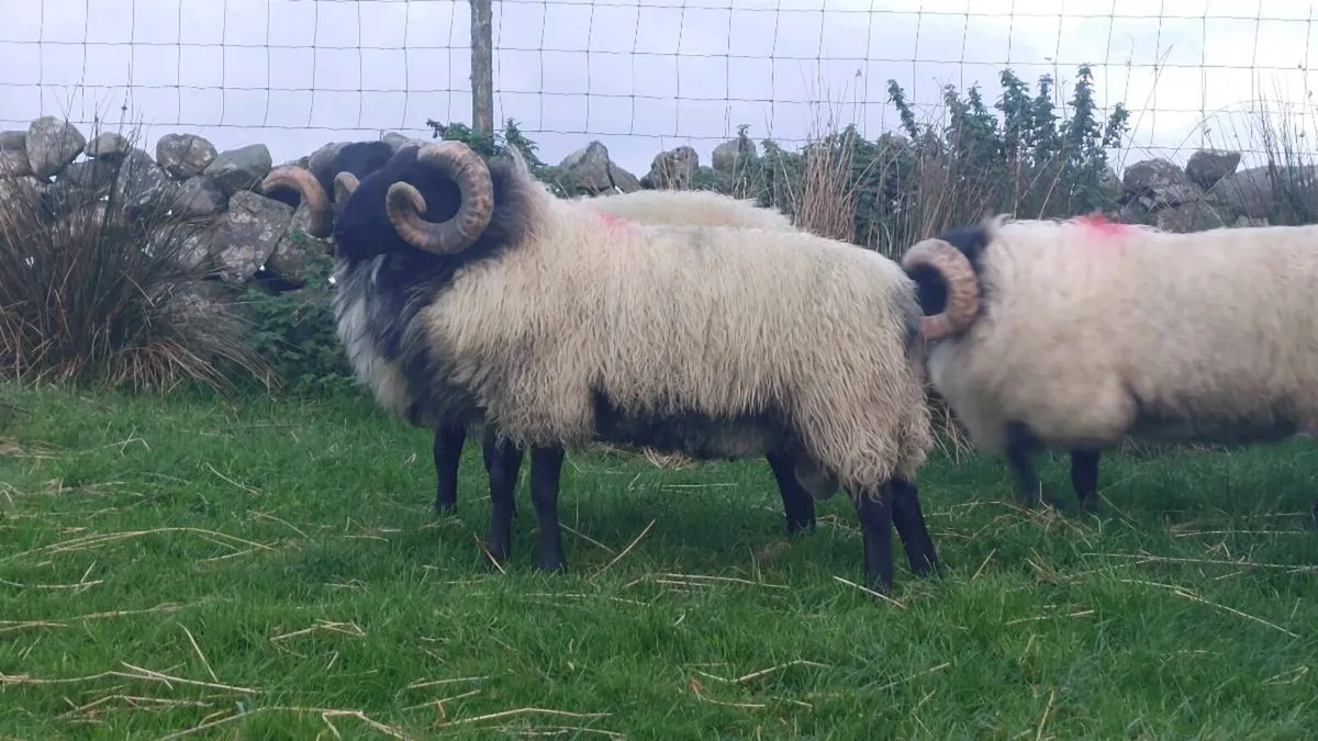 Mayo Blackface Hogget Ram's - Image 1