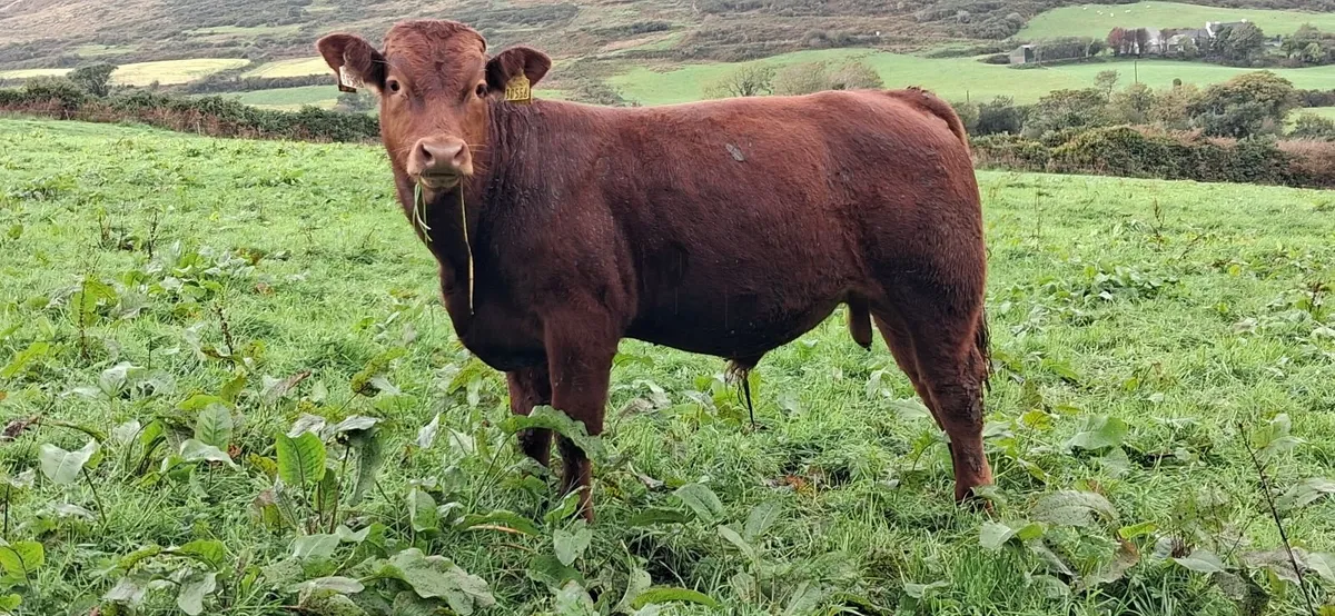 Weanlings selling SKIBBEREEN MART 2/10 - Image 1