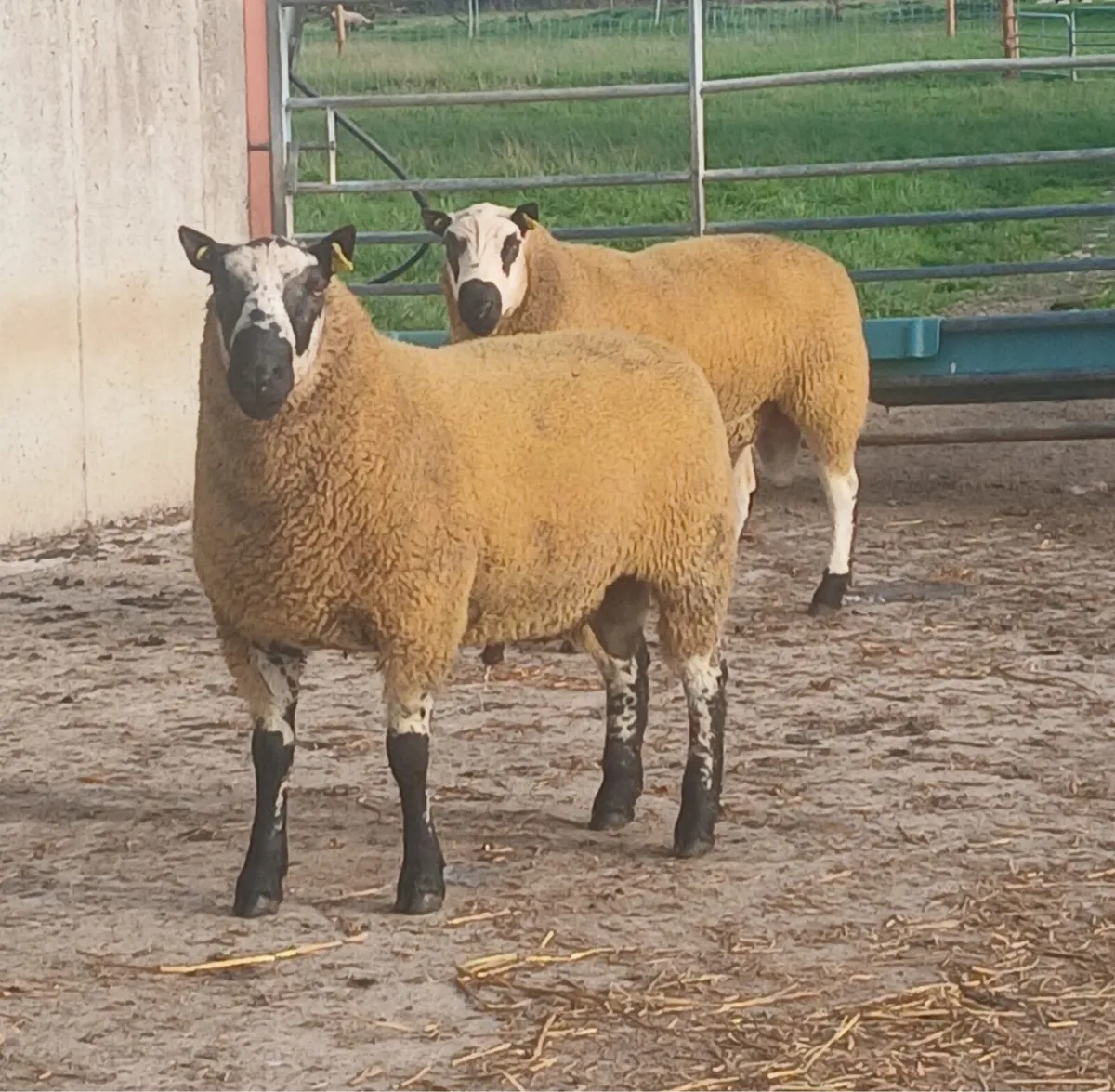 Kerryhill Hogget Rams - Image 1