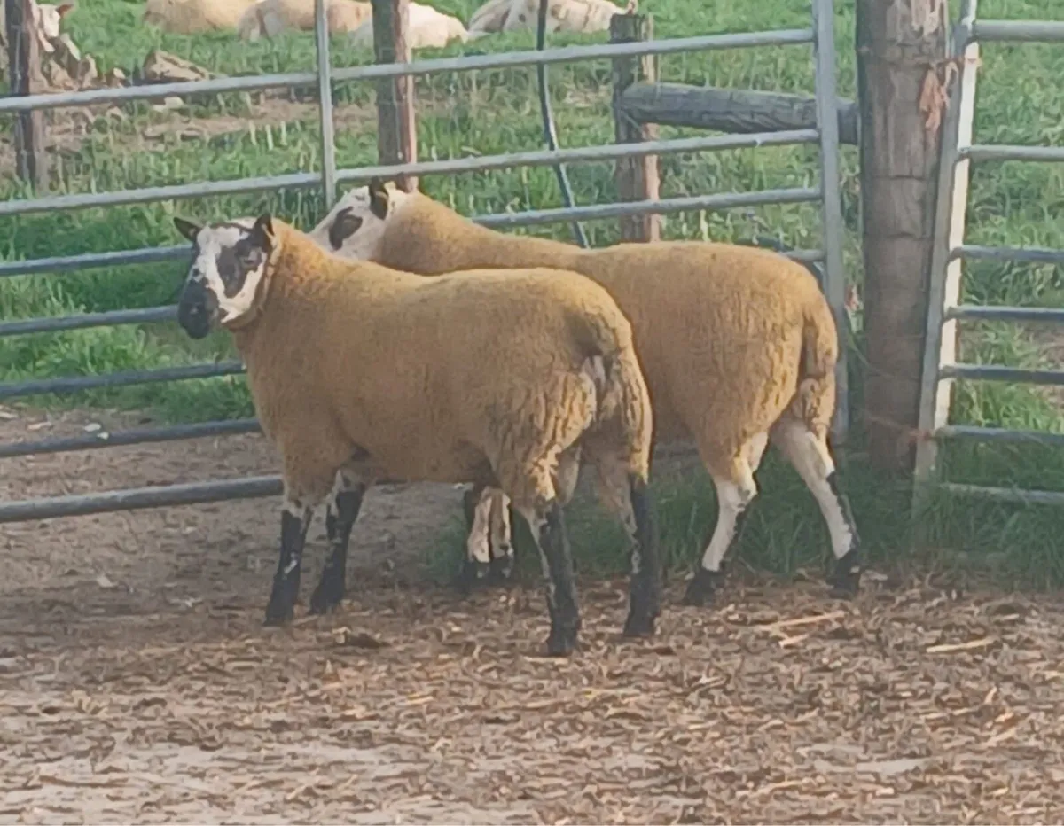 Kerryhill Hogget Rams - Image 2