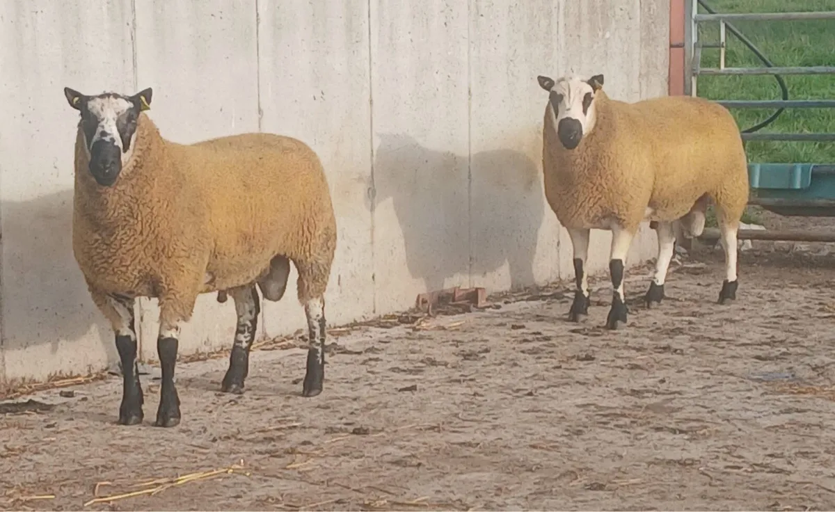 Kerryhill Hogget Rams - Image 3