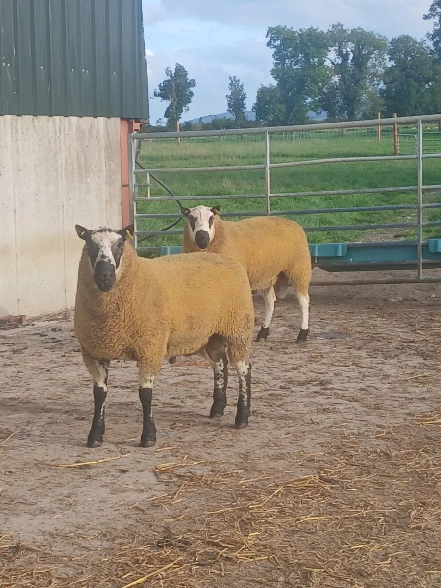 Kerryhill Hogget Rams - Image 4