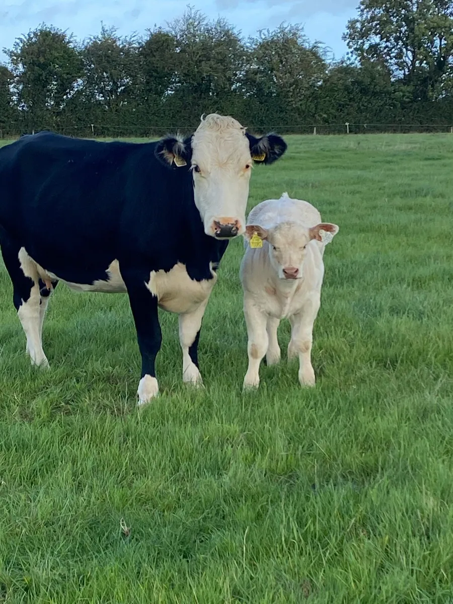 Pedigree Charolais heifer calf and Receipient - Image 1