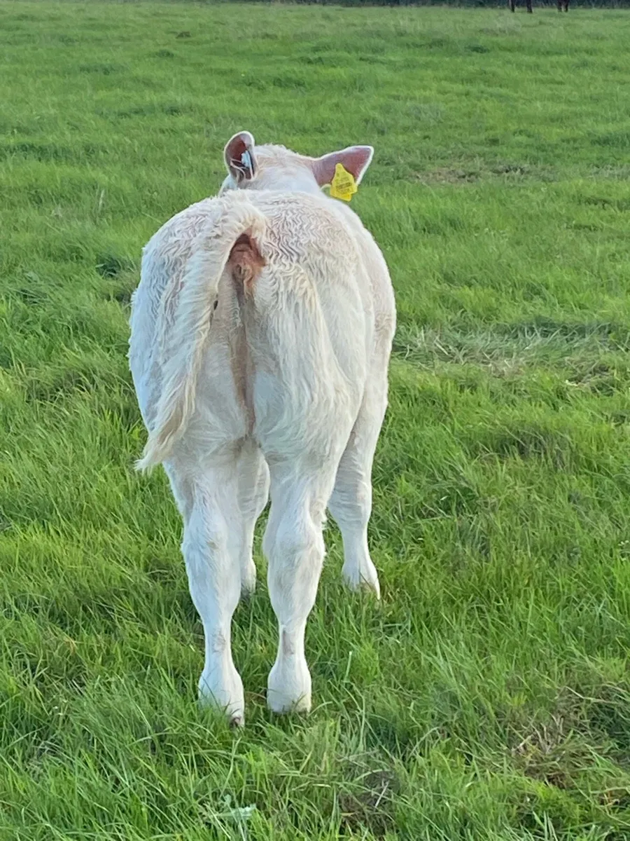 Pedigree Charolais heifer calf and Receipient - Image 3