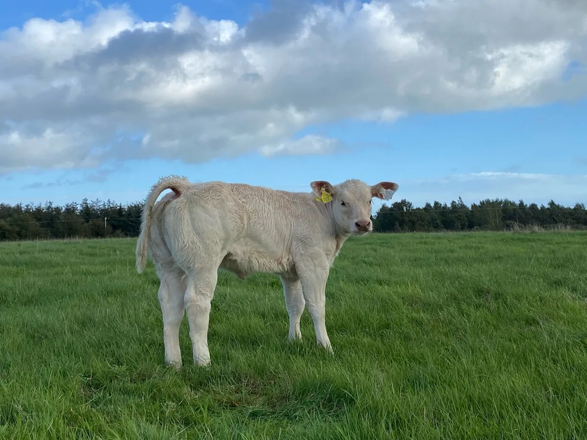 Pedigree Charolais heifer calf and Receipient - Image 4