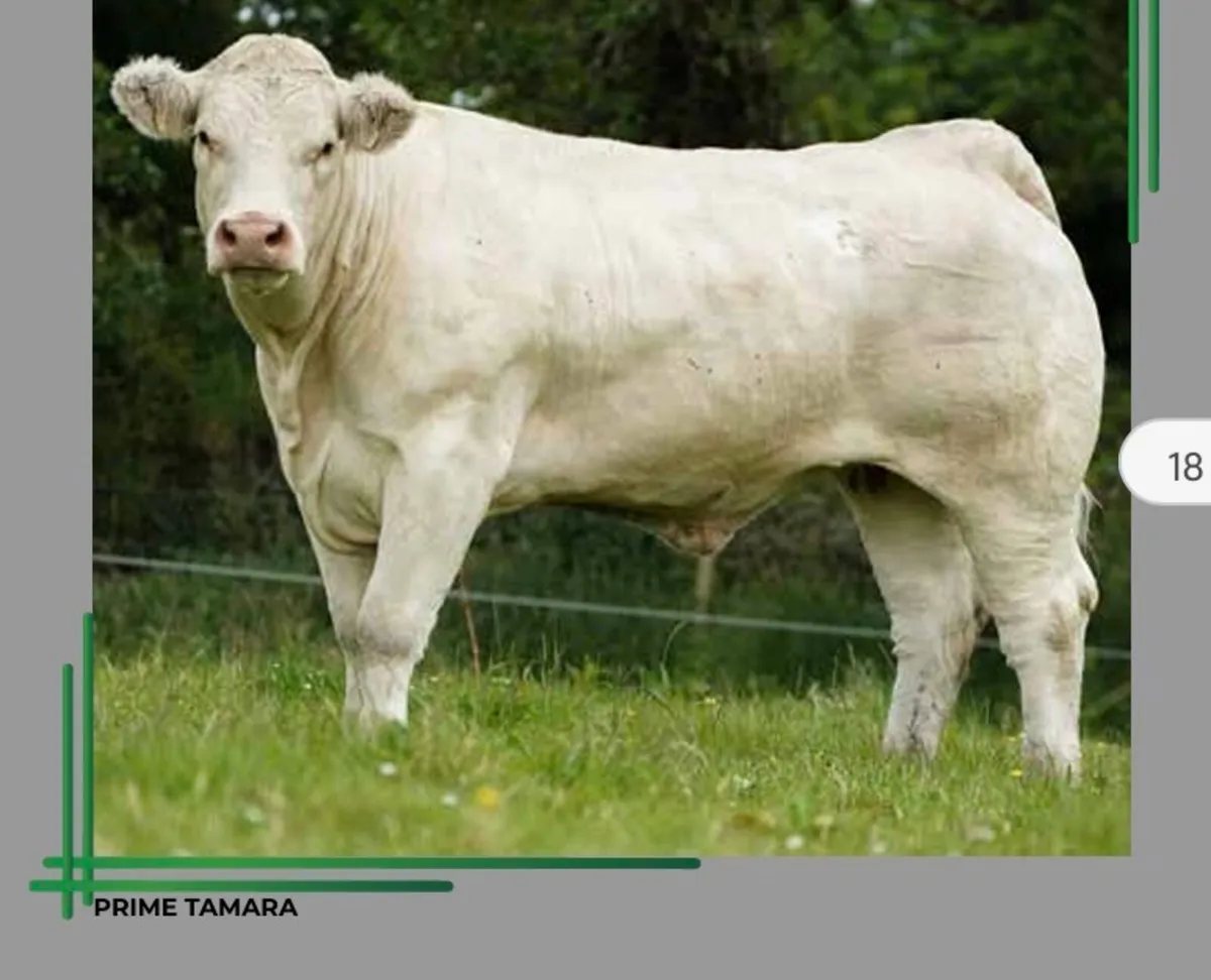 Receipient carrying pedigree CHAROLAIS HEIFER - Image 1