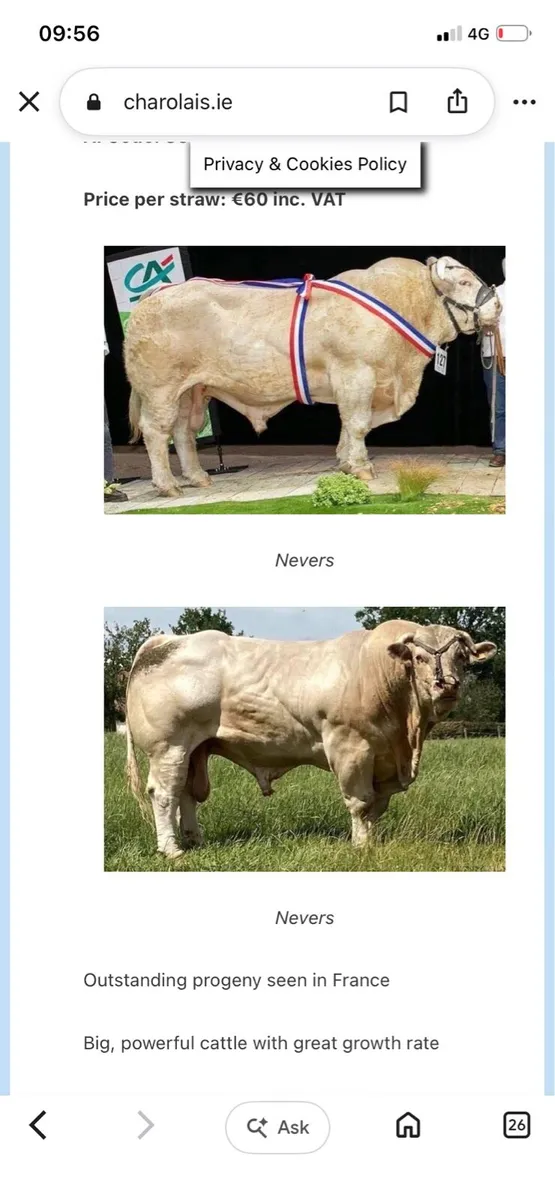 Receipient carrying pedigree CHAROLAIS HEIFER - Image 2