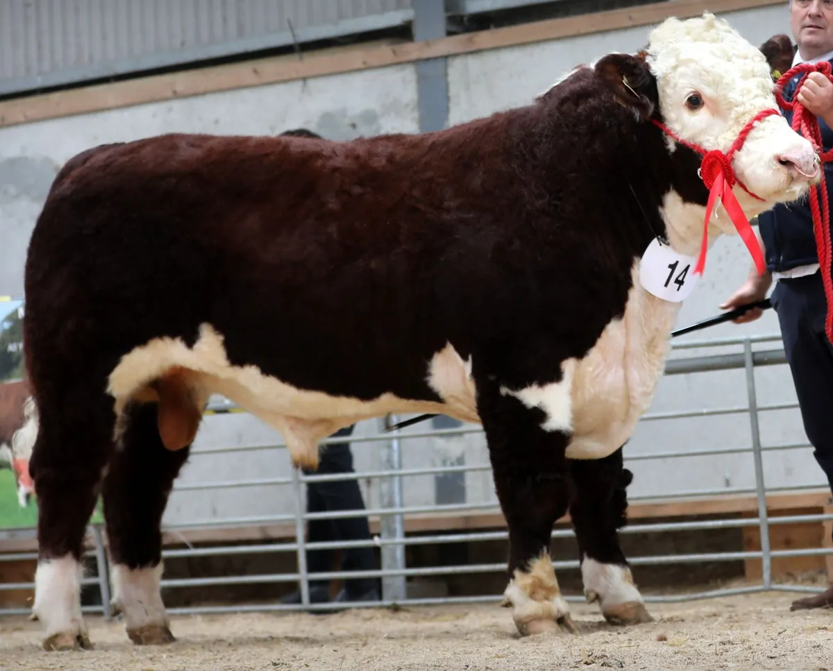 Hereford Autumn Premier Show & Sale - Image 2