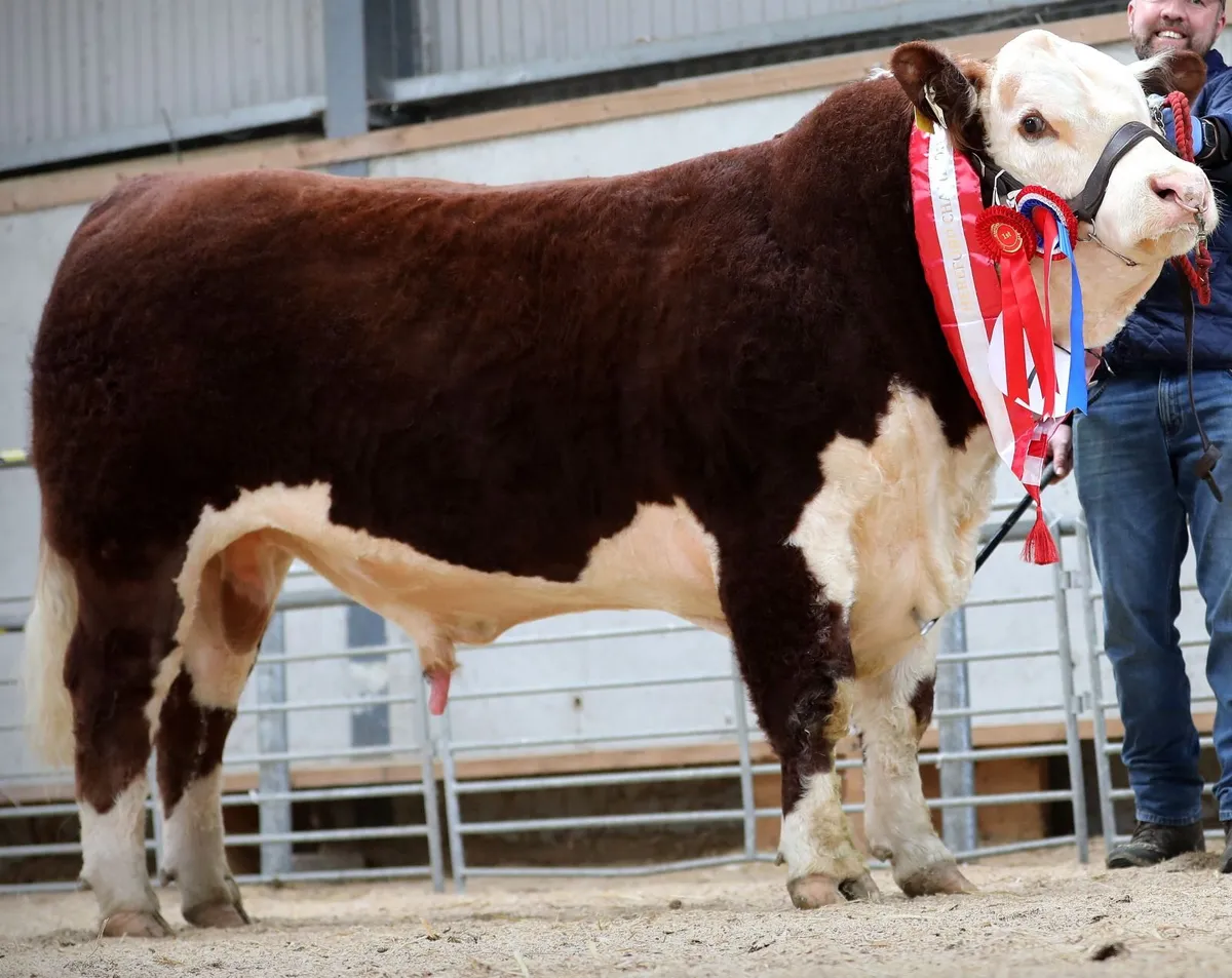 Hereford Autumn Premier Show & Sale - Image 1