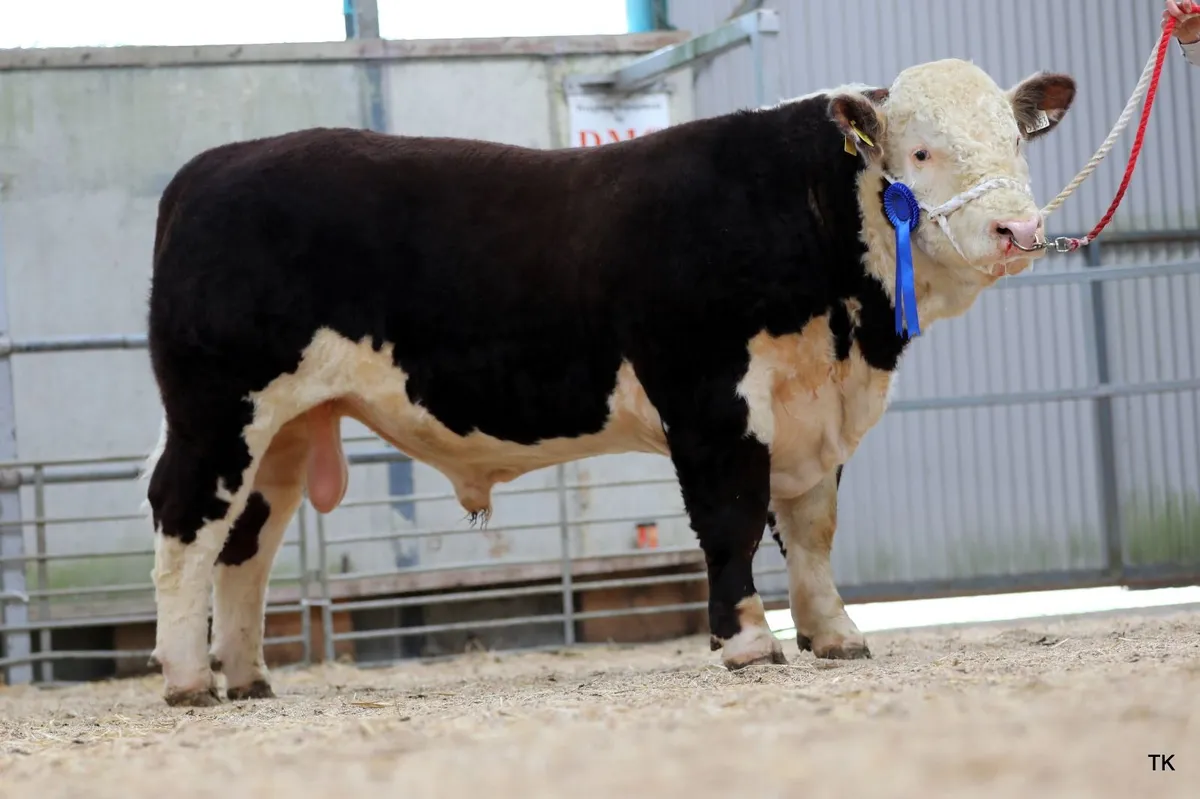 Hereford Autumn Premier Show & Sale - Image 3