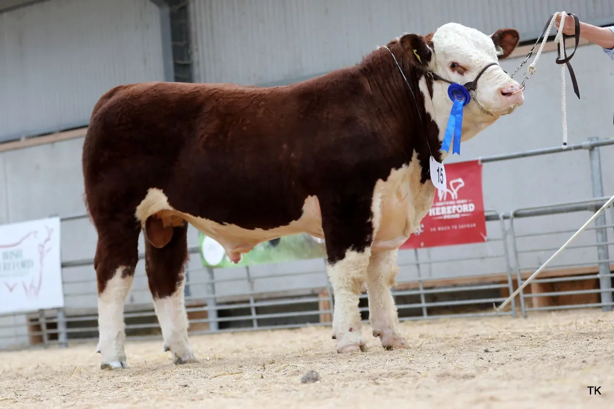 Hereford Autumn Premier Show & Sale - Image 4