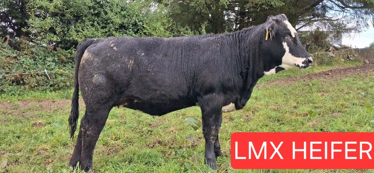 Weanlings selling SKIBBEREEN MART 2/10 - Image 3