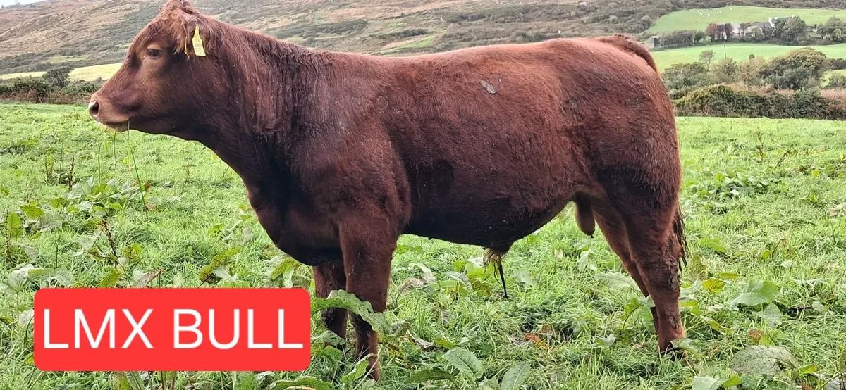 Weanlings selling SKIBBEREEN MART 2/10 - Image 2