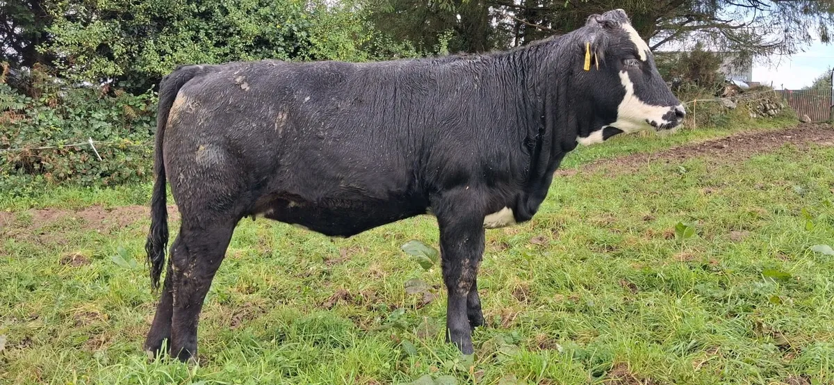 Weanlings selling SKIBBEREEN MART 2/10 - Image 4