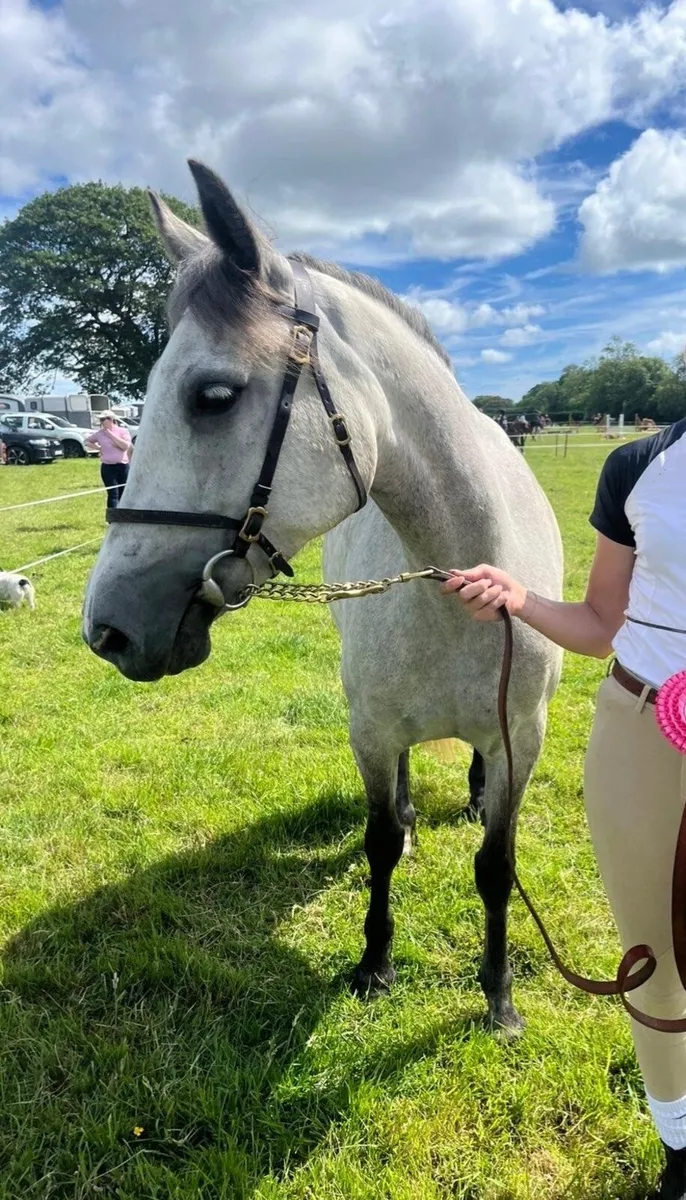 Connemara Pony - Image 2