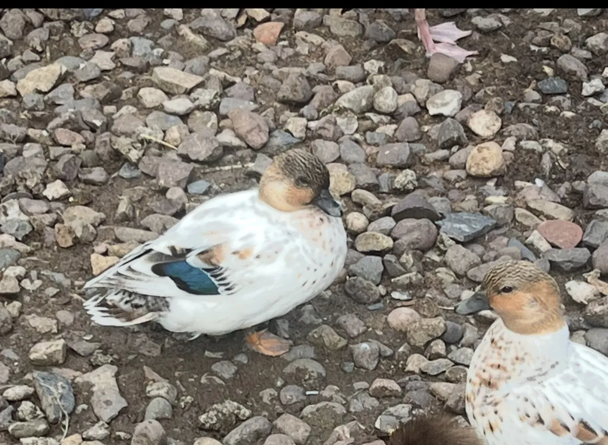 EXHIBITION QUALITY ABACOT CALL DUCKS PAIRS - Image 1
