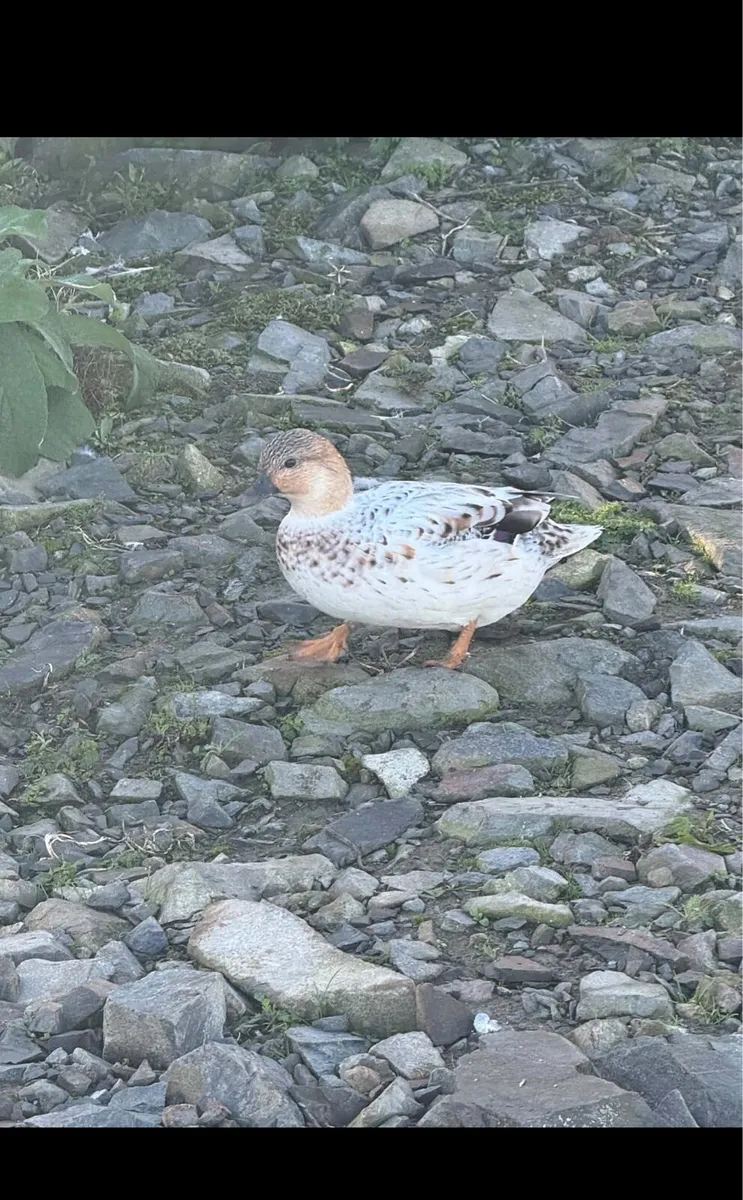 EXHIBITION QUALITY ABACOT CALL DUCKS PAIRS - Image 2