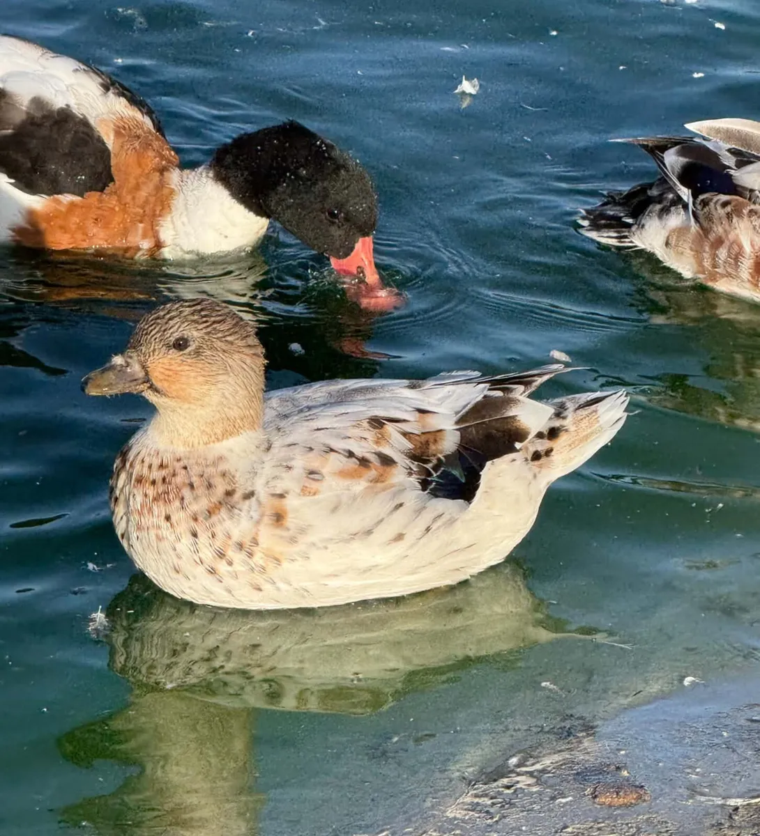 EXHIBITION QUALITY ABACOT CALL DUCKS PAIRS - Image 3
