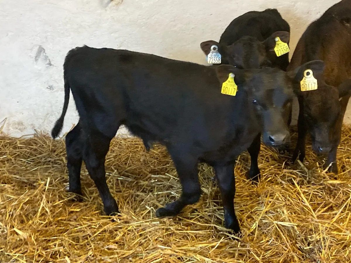 🌟 8 Autumn Born Calves 🌟 - Image 3