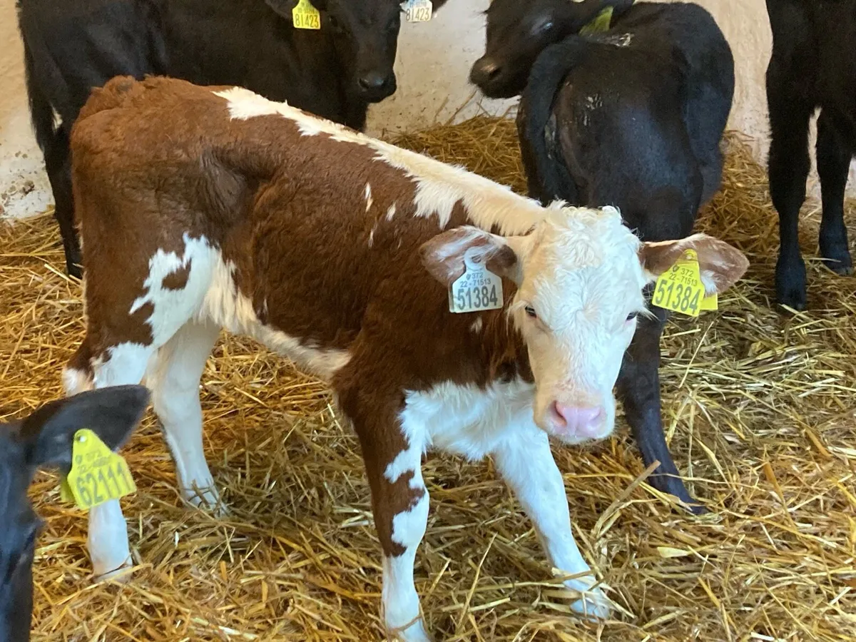 🌟 8 Autumn Born Calves 🌟 - Image 4