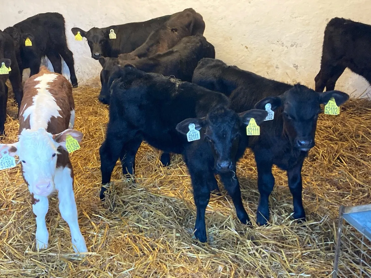 🌟 8 Autumn Born Calves 🌟 - Image 2